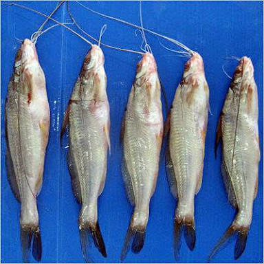 TENGRA FISH